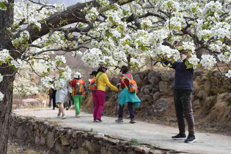  数字技术赋能乡村文旅：青龙梨花节智慧旅游解决方案深度解析 IT技术