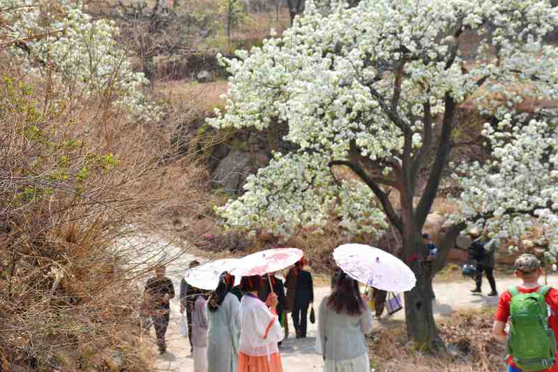  数字技术赋能乡村文旅：青龙梨花节智慧旅游解决方案深度解析 IT技术