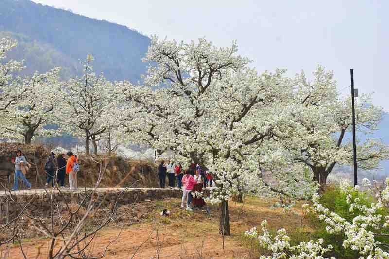  数字技术赋能乡村文旅：青龙梨花节智慧旅游解决方案深度解析 IT技术