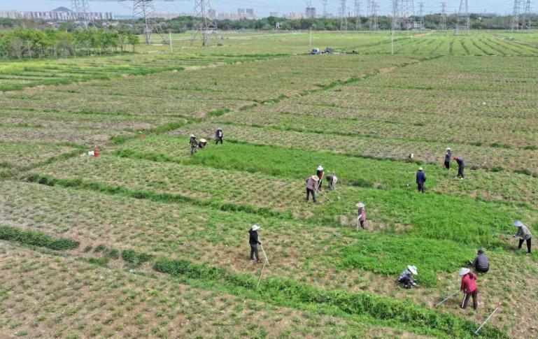  技术破局：铜陵凤丹全产业链的数据化复盘与实践路径 文化旅游