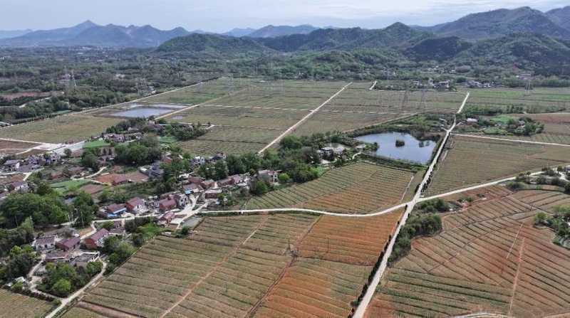  技术破局：铜陵凤丹全产业链的数据化复盘与实践路径 文化旅游