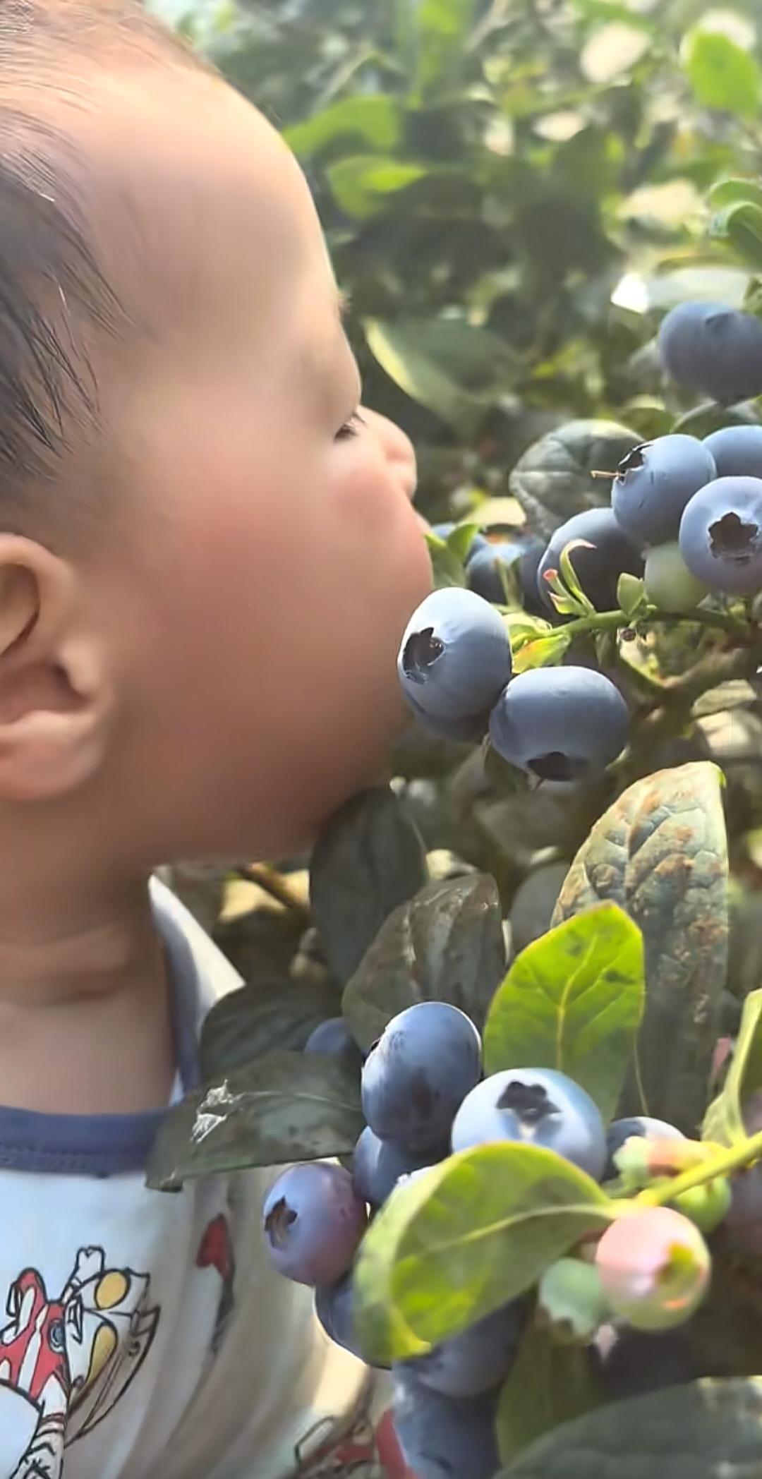  亲子教育中的认知盲区：从“树上摘蓝莓”看家长判断力的系统性偏差 教育招生