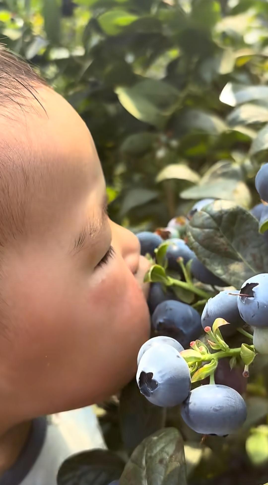  亲子教育中的认知盲区：从“树上摘蓝莓”看家长判断力的系统性偏差 教育招生